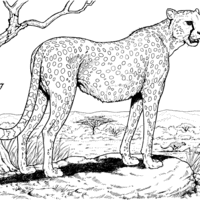 Desenho de Lobo-tigre para colorir