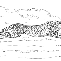 Desenho de Salto do guepardo para colorir