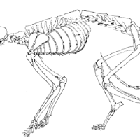 Desenho de Esqueleto de gato para colorir