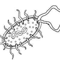 Desenho de Bactéria procarionte para colorir