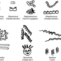 Desenho de Reino protista e fungi para colorir