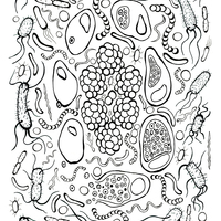 Desenho de Bactéria Clamídia para colorir