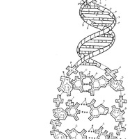 Desenho de DNA para colorir
