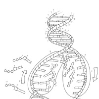 Desenho de Replicação de DNA para colorir
