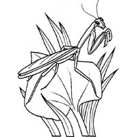 Desenho de Louva-a-deus comendo para colorir