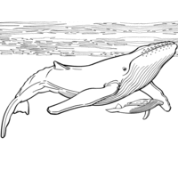 Desenho de Baleia e filhote para colorir