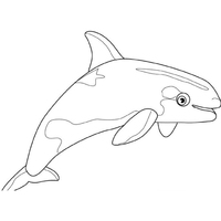 Desenho de Baleia orca para colorir