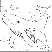 Desenho de Baleias nadando para colorir