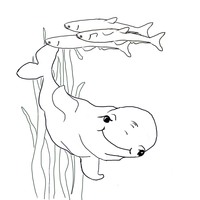 Desenho de Beluga bebê para colorir