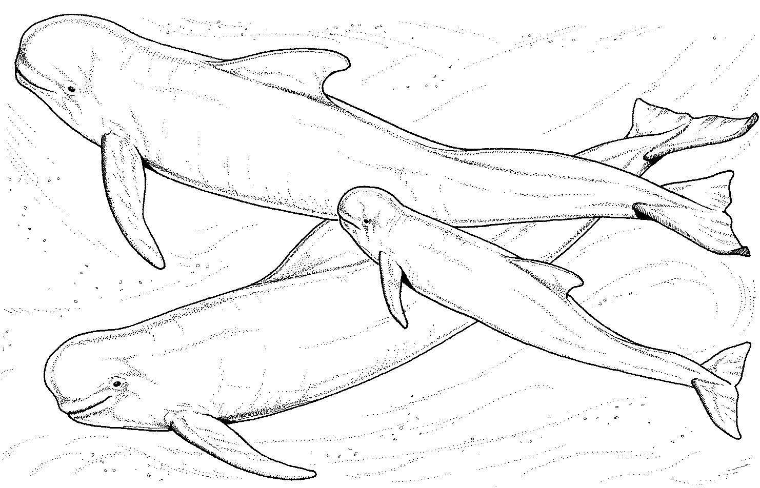 Familia de belugas