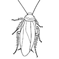 Desenho de Asas de barata para colorir