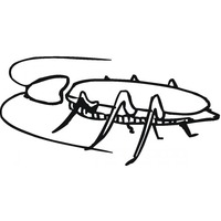 Desenho de Barata com longas antenas para colorir
