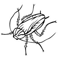 Desenho de Barata inseto para colorir
