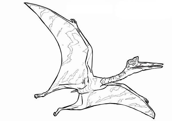 Desenho Para Colorir dinossauro - pteranodonte - Imagens Grátis Para  Imprimir - img 27628