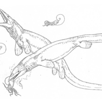 Desenho de Mosassauro nadando para colorir
