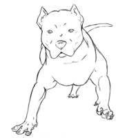Desenho de Pitbull cachorro para colorir