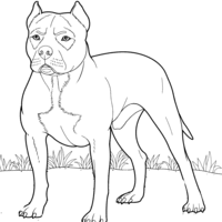 Desenho de Pitbull para colorir