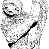 Desenho de Bicho-preguiça lindo para colorir