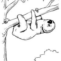 Desenho de Bicho-preguiça dormindo na árvore para colorir
