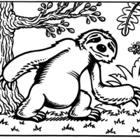 Desenho de Bicho-preguiça na selva para colorir