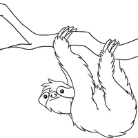 Desenho de Bicho-preguiça segurando galho para colorir