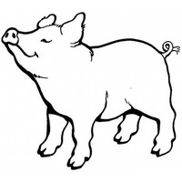 Desenho de Porco sentindo cheiro para colorir
