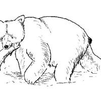 Desenho de Urso no lago com peixe na boca para colorir