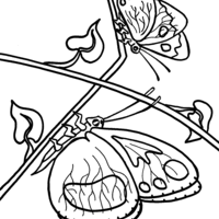 Desenho de Borboleta no galho para colorir