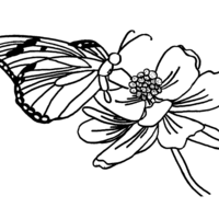 Desenho de Borboleta no miolo da flor para colorir