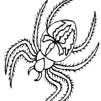 Desenho de Aranha peluda para colorir
