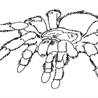 Desenho de Aranha venenosa para colorir