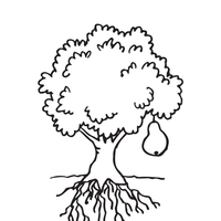 Desenho de Árvore de pêra para colorir