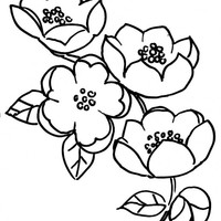 Desenho de Flor da macieira para colorir