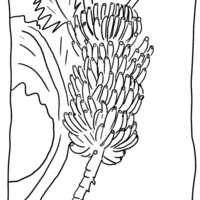Desenho de Pé de banana para colorir