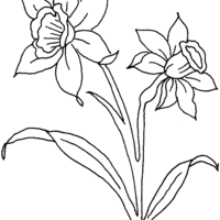 Desenho de Narcisos na primavera para colorir