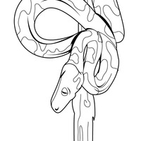 Desenho de Cobra-grande para colorir