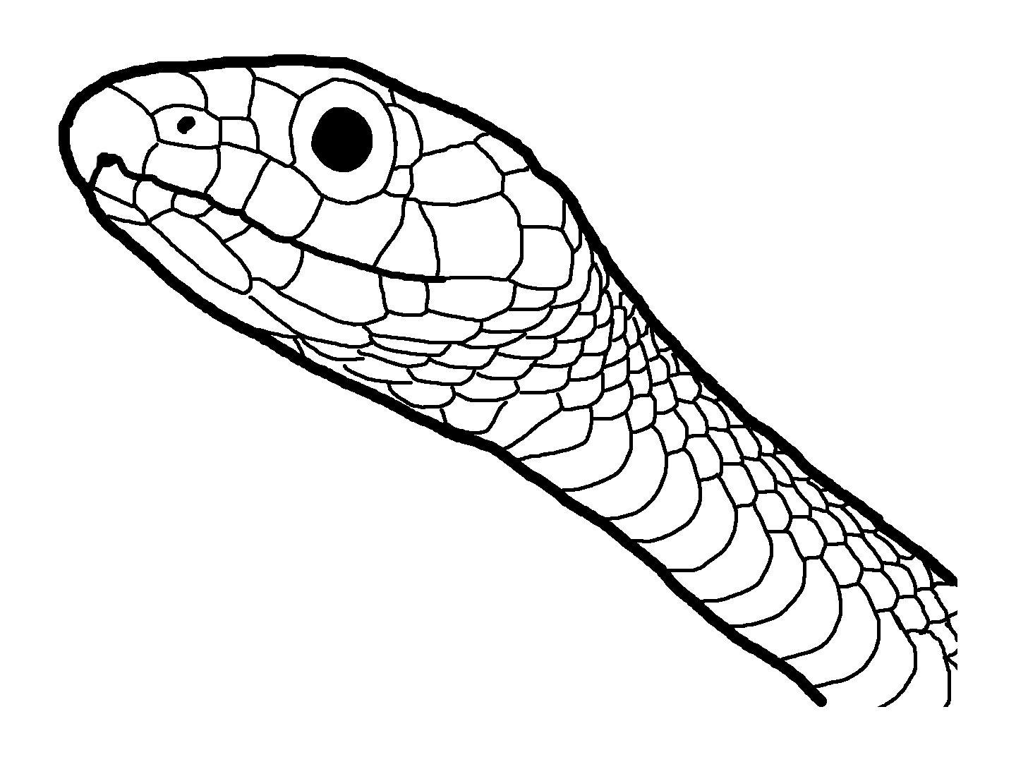 DESENHO COBRA NAJA, DESENHOS PARA COLORIR