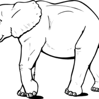 Desenho de Elefante africano passeando para colorir