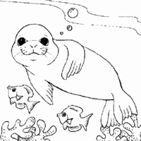 Desenho de Foca nadando para colorir