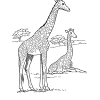 Desenho de Girafas descansando no zoológico para colorir