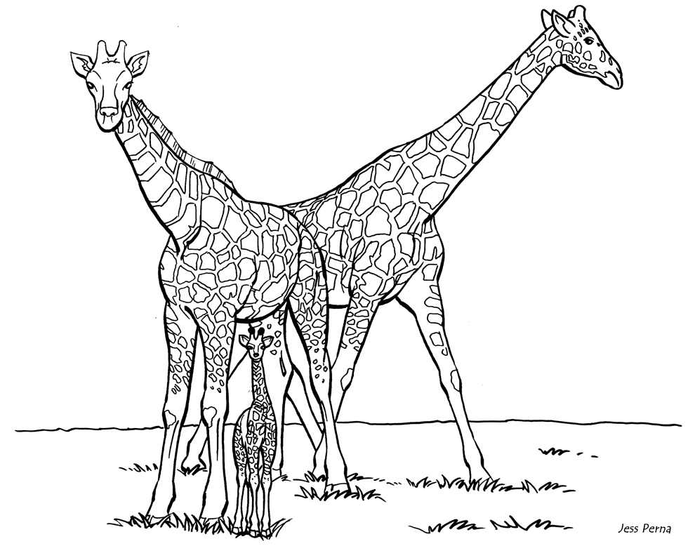 Girafas na savana
