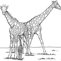 Desenho de Girafas na savana para colorir