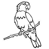 Desenho de Papagario - ave tropical para colorir