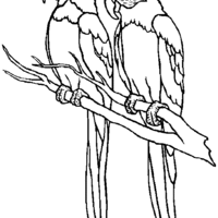 Desenho de Papagarios namorando para colorir