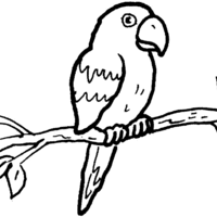 Desenho de Papagaio na árvore para colorir