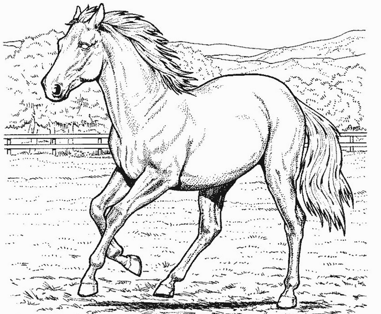 Desenho de Cabeça de cavalo para colorir - Tudodesenhos