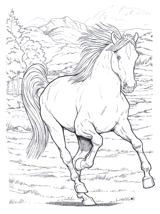 Desenho de Cabeça de cavalo para colorir - Tudodesenhos