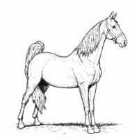 Desenho de Lindo cavalo para colorir
