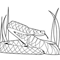 Desenho de Cobra rastejando para colorir