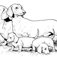 Desenho de Cachorro Basset para colorir